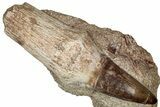 Rooted Mosasaur (Mosasaurus) Tooth In Rock - Morocco #336372-1